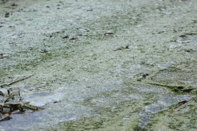 Zen vert_4299164872_l.jpg